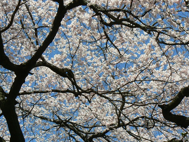 枝垂桜２
