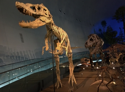 恐竜博物館Ｄ