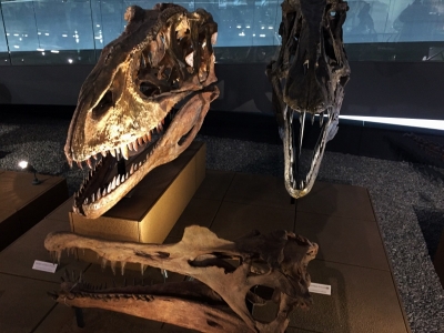 恐竜博物館Ｅ