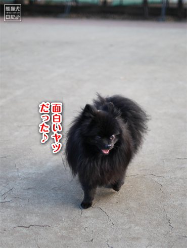 20150106_大型犬エリア6