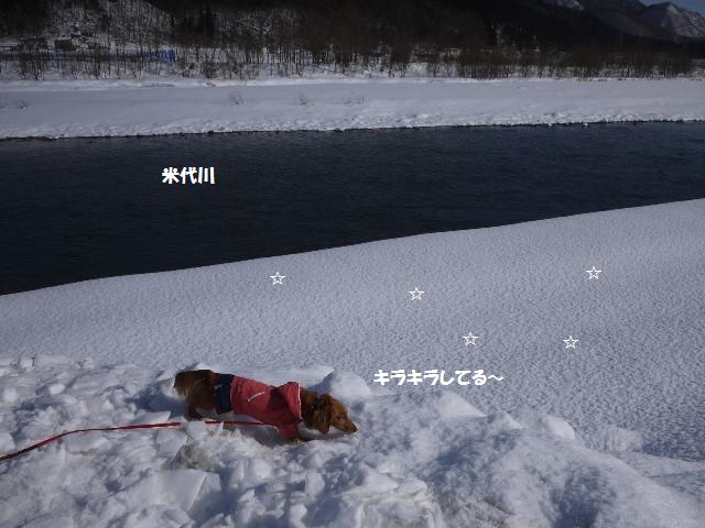 米代川の散歩道は雪原
