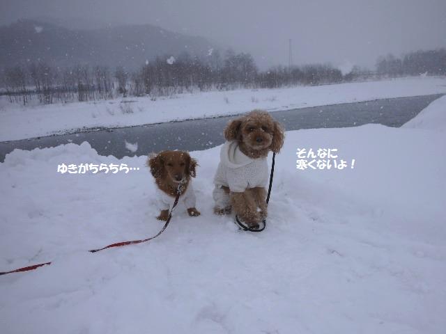 雪が舞い落ちる米代川