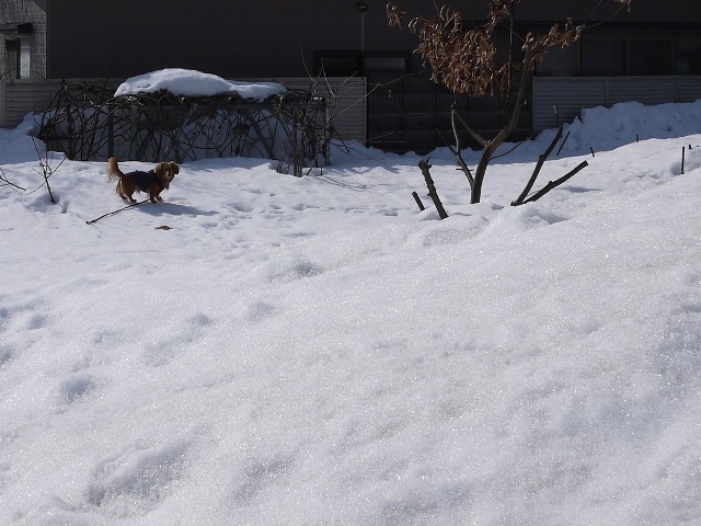 かなり雪が溶けてきてキウイの枝もみえてきた