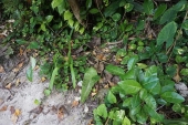 グアム　浜辺の植物