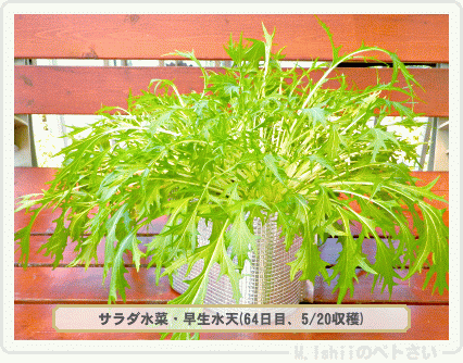 収穫したペト菜2015年05月01