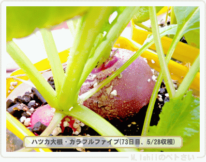 収穫したペト菜2015年05月03