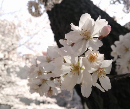 薄墨色の桜花