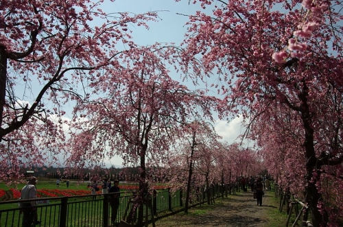 チューリップと桜にワクワクの花の都公園だよ！07