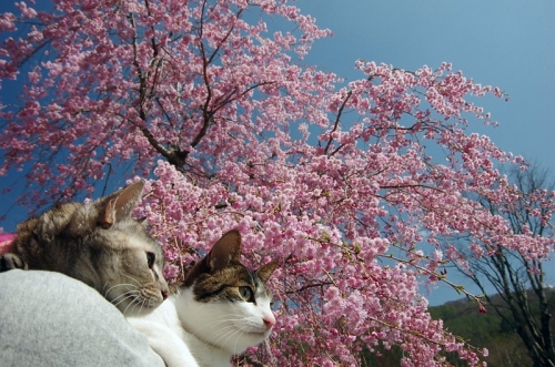 チューリップと桜にワクワクの花の都公園だよ！09