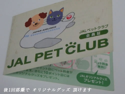 JAL　ペット空輸　猫