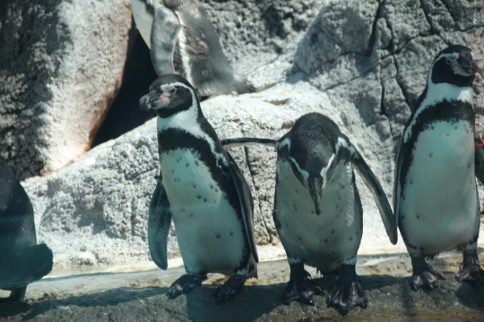 鳥羽水族館のペンギンたち０２