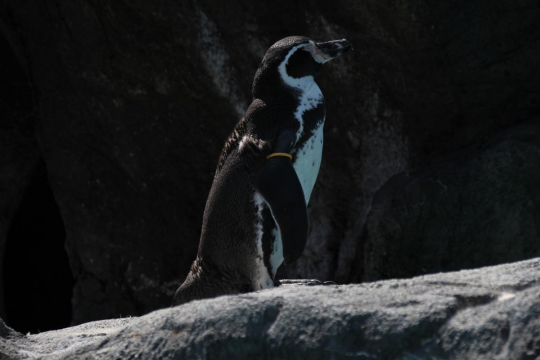 鳥羽水族館のペンギンたち０３