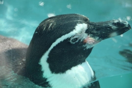 鳥羽水族館のペンギンたち０４