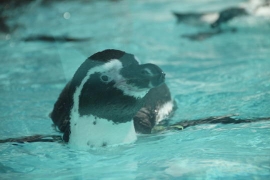 鳥羽水族館のペンギンたち０５