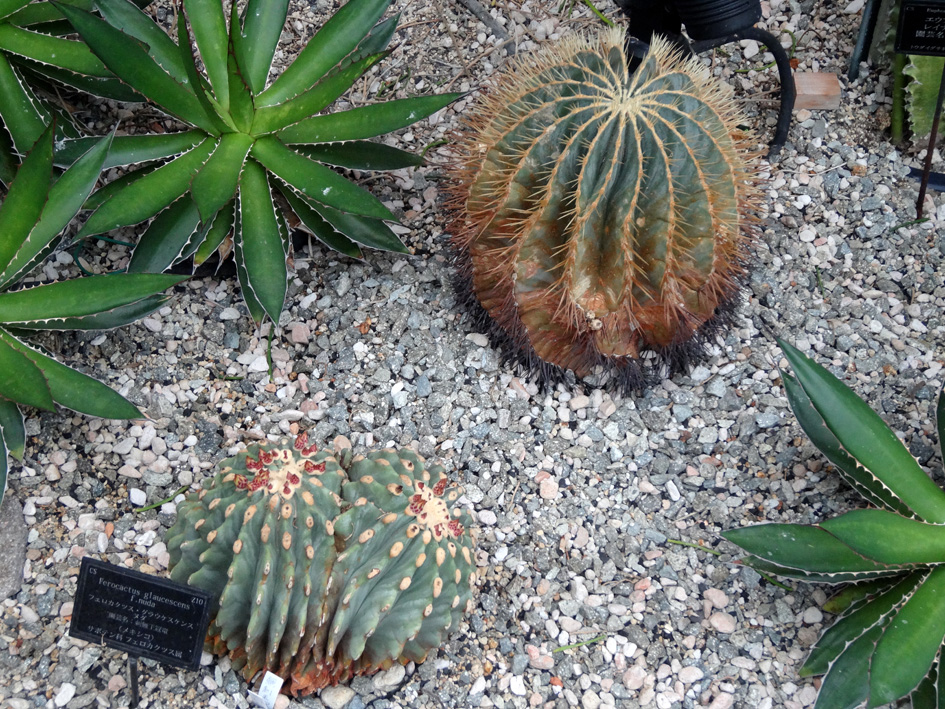 王冠竜植物園2015-0301blog