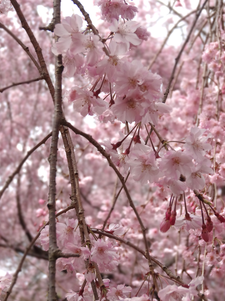しだれ桜2015-0412-2blog