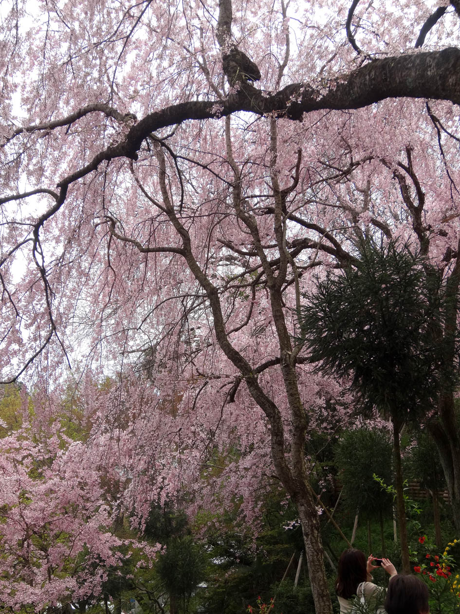 しだれ桜2015-0412-3blog